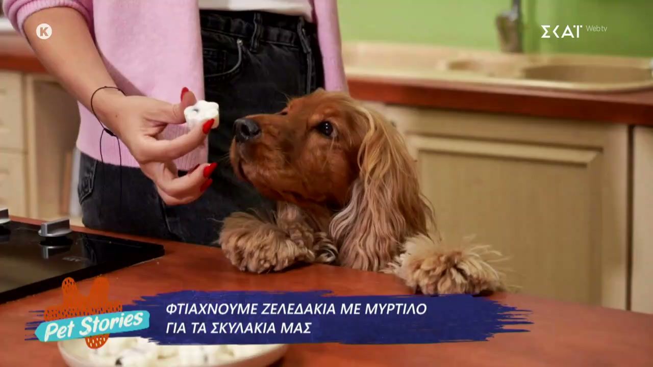 Φτιάχνουμε ζελεδάκια με μύρτιλο για τα σκυλάκια μας