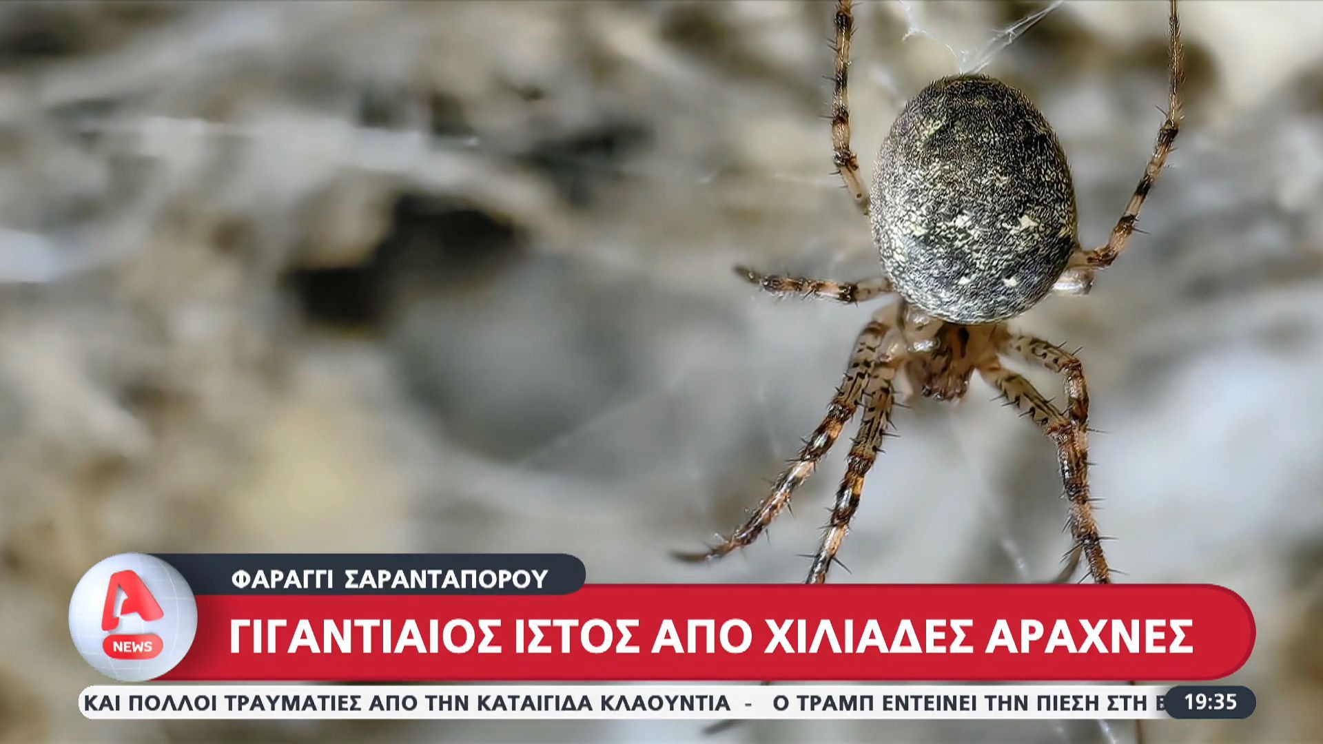 gigantiaios-istos-apo-chiliades-arachnes-1763230417