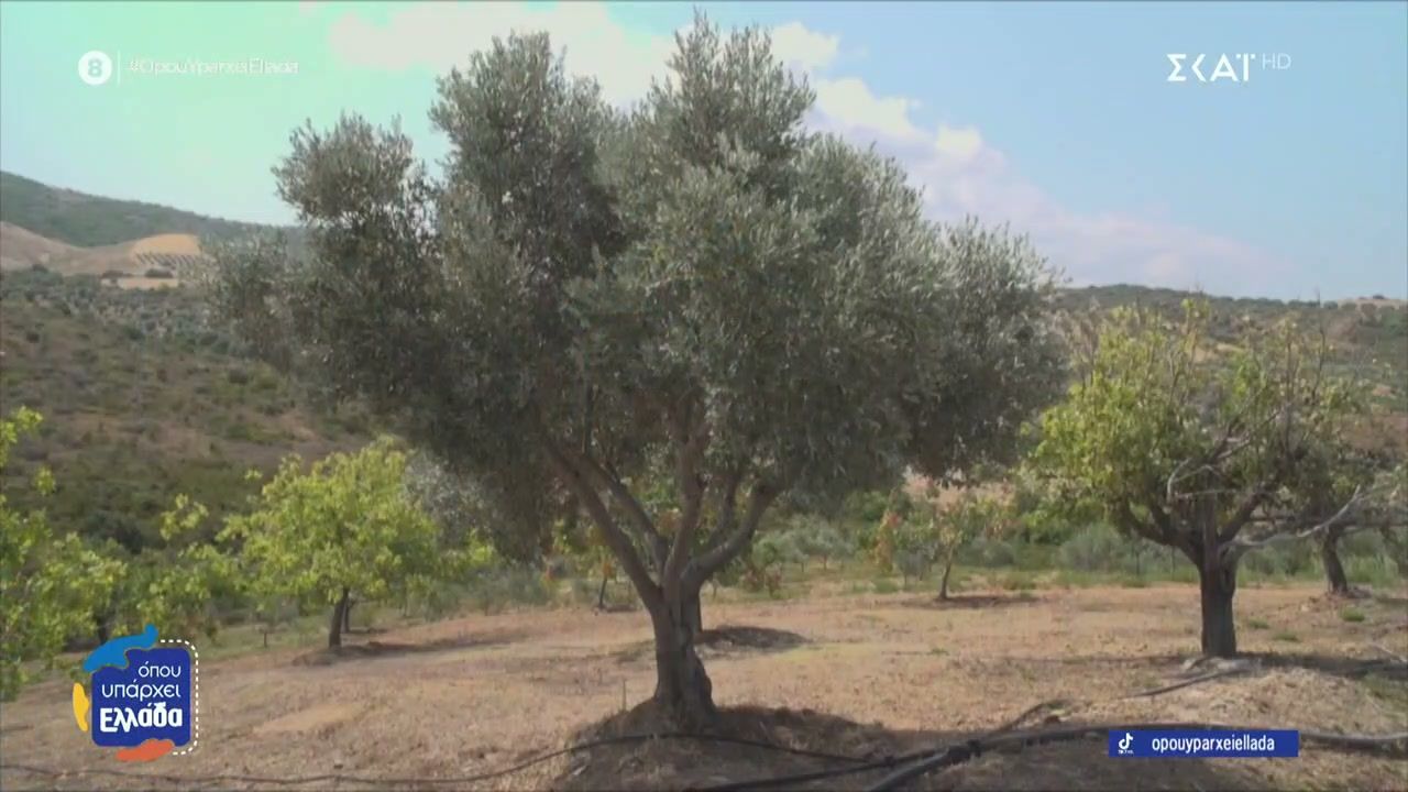 i-eyvoia-vgazei-kai-eksairetiko-elaiolado-1764078045