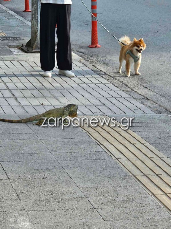 Ένα ιγκουάνα κόβει βόλτες στο κέντρο της πόλης των Χανίων