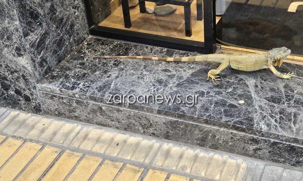 Ένα ιγκουάνα κόβει βόλτες στο κέντρο της πόλης των Χανίων