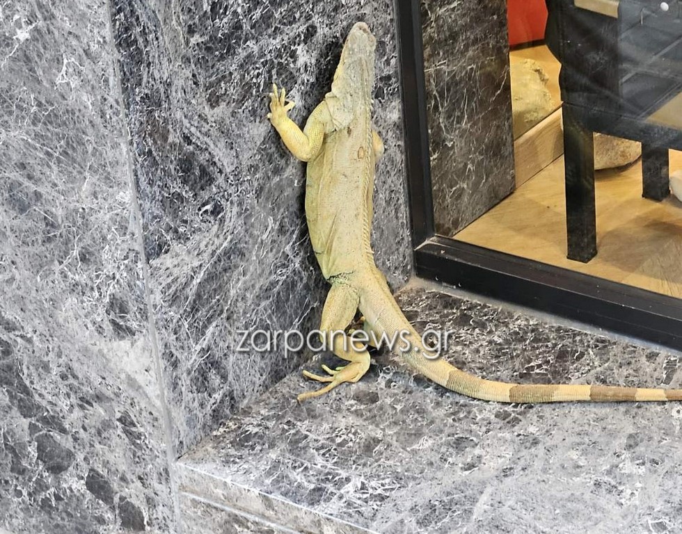 Ένα ιγκουάνα κόβει βόλτες στο κέντρο της πόλης των Χανίων