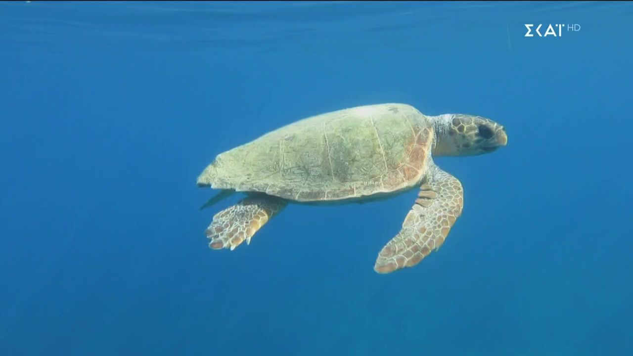 kala-nea-07112025-1762542036