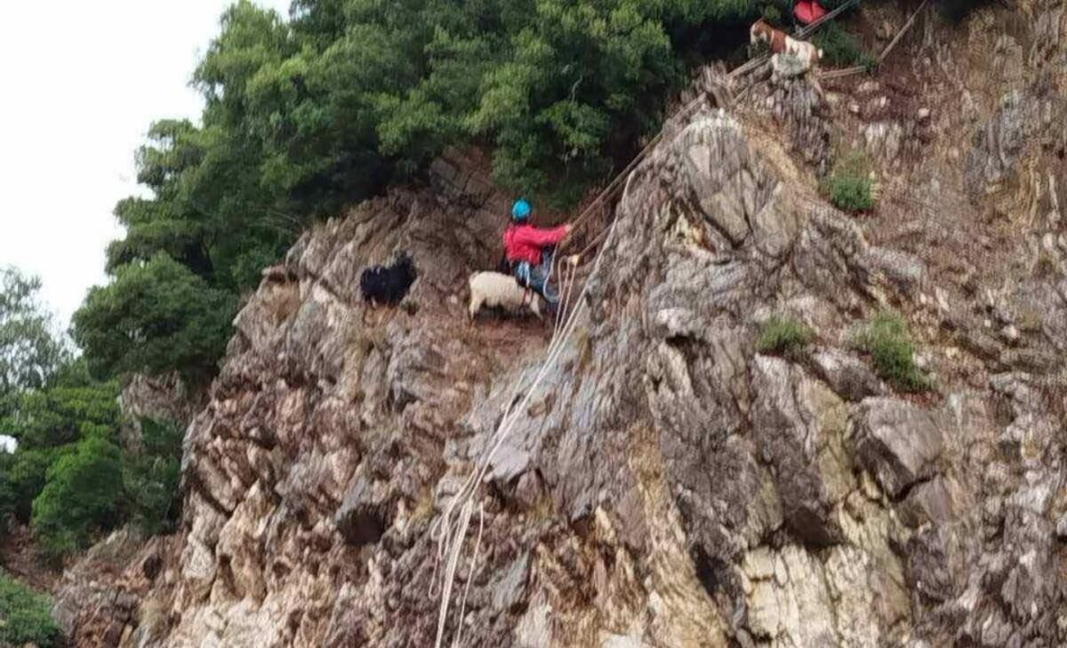 Ευρυτανία: Συναρπαστική επιχείρηση διάσωσης για κατσίκες παγιδευμένες σε βράχια