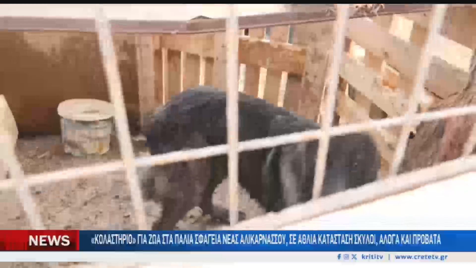 kriti-kolastirio-gia-dekades-zoa-1762709614