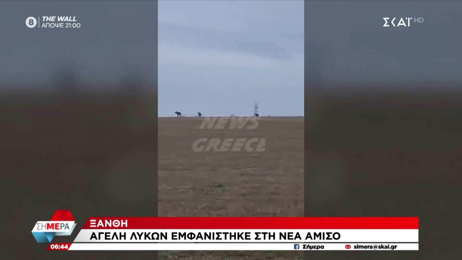 ksanthi-ageli-lykon-emfanistike-sti-nea-amiso-1762755871