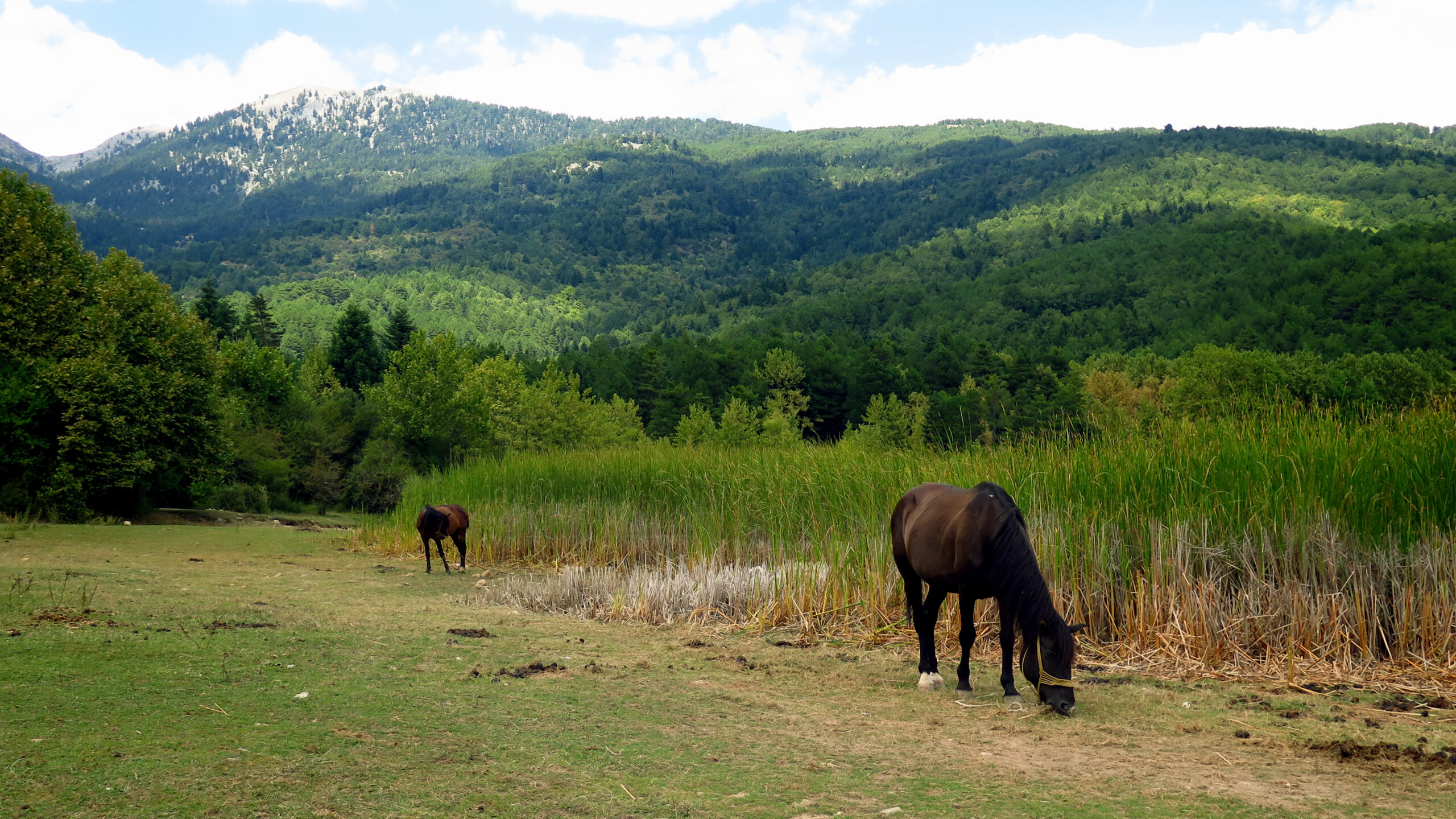 Λίμνη Δόξα: Φθινοπωρινή εξόρμηση στη «μικρή Ελβετία» της ορεινής Κορινθίας, μόλις 3 ώρες από την Αθήνα 10 Άλογα