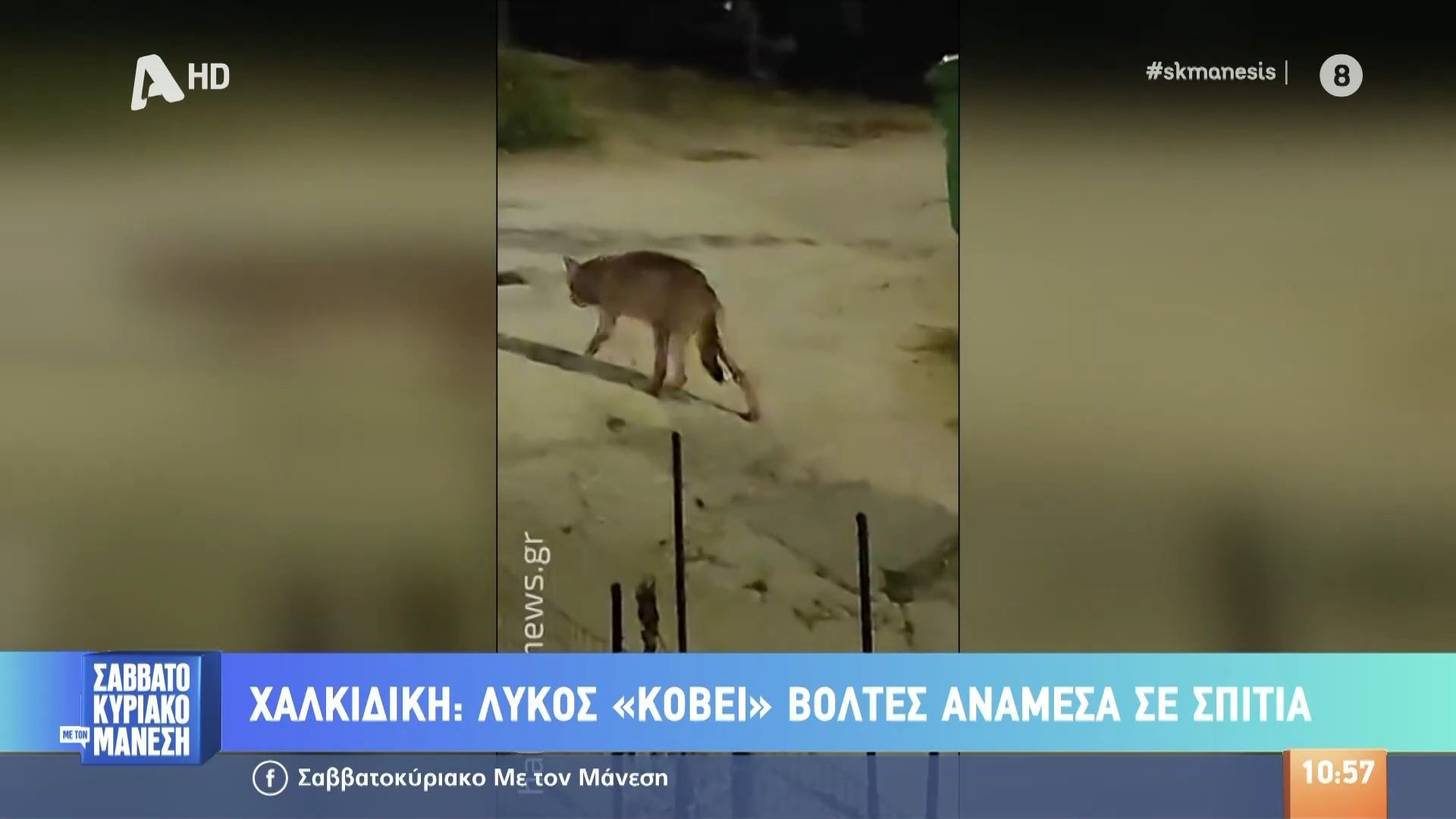 lykos-kovei-voltes-anamesa-se-spitia-sti-chalkidiki-1761988593