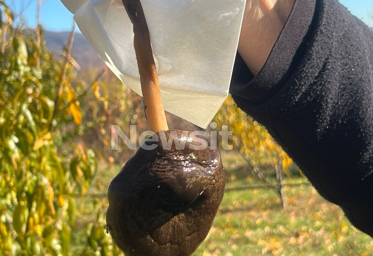 Τα δηλητηριώδη μανιτάρια 