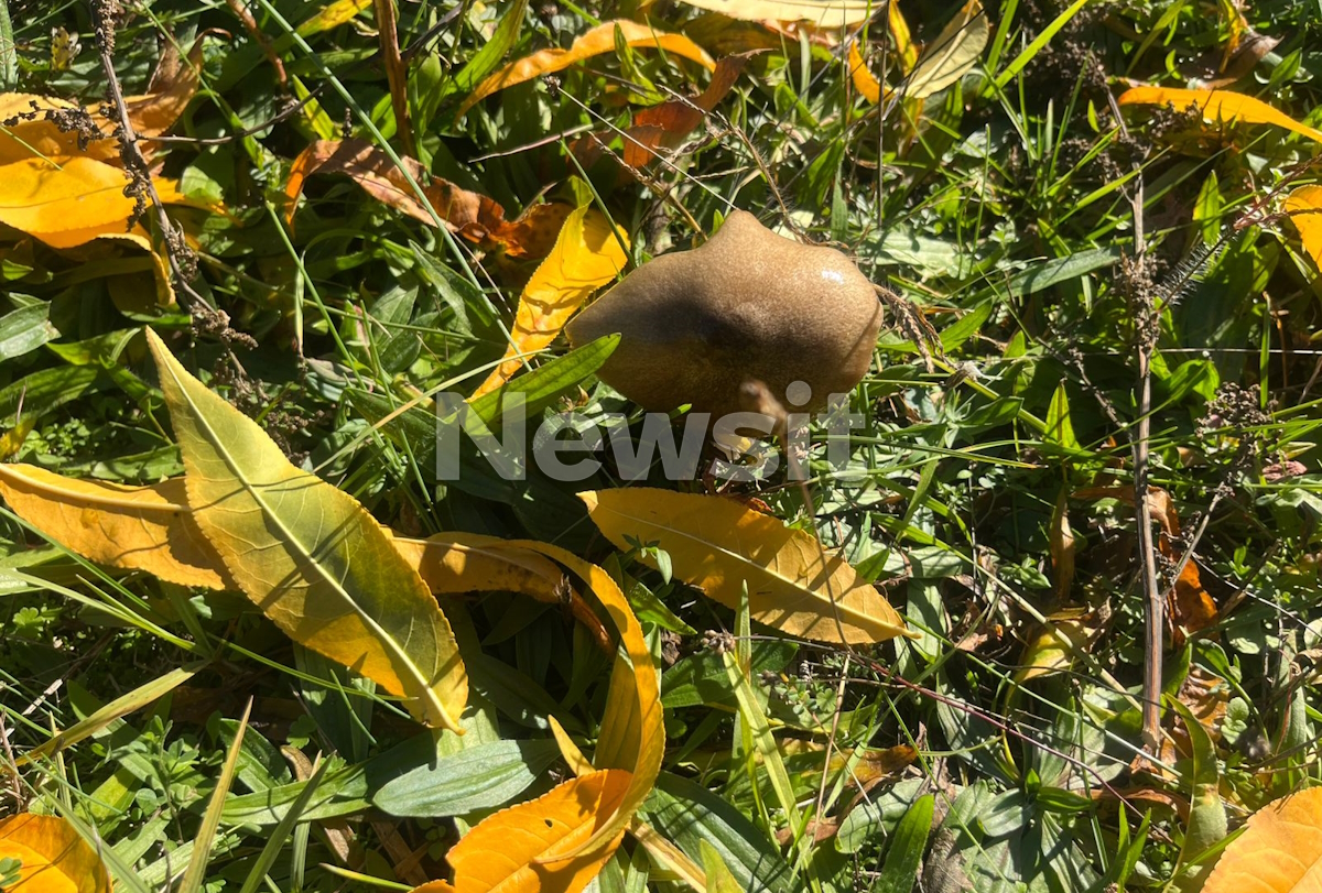 Τα δηλητηριώδη μανιτάρια 