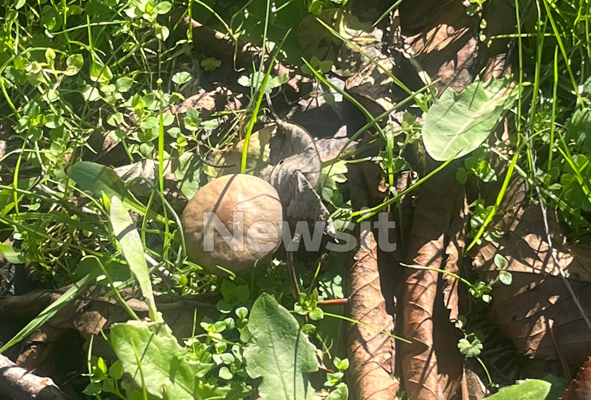 Τα δηλητηριώδη μανιτάρια 