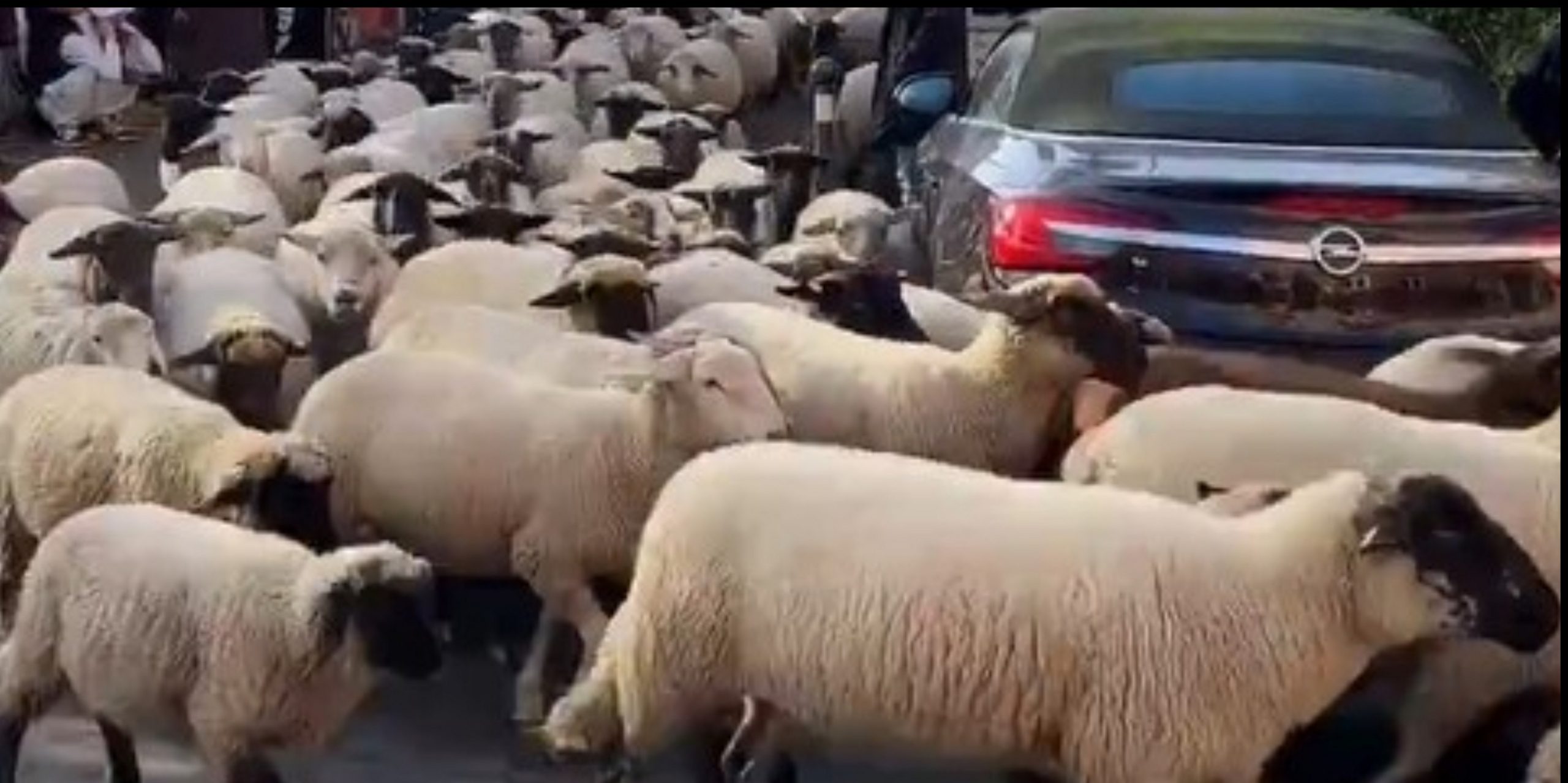 niremvergi-provata3-scaled