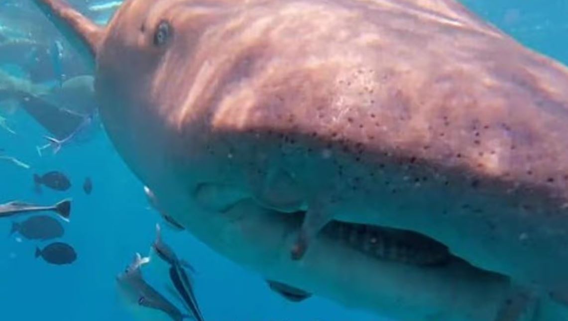 Καρχαρίας αρπάζει κάμερα δύτη – Δείτε το εντυπωσιακό βίντεο