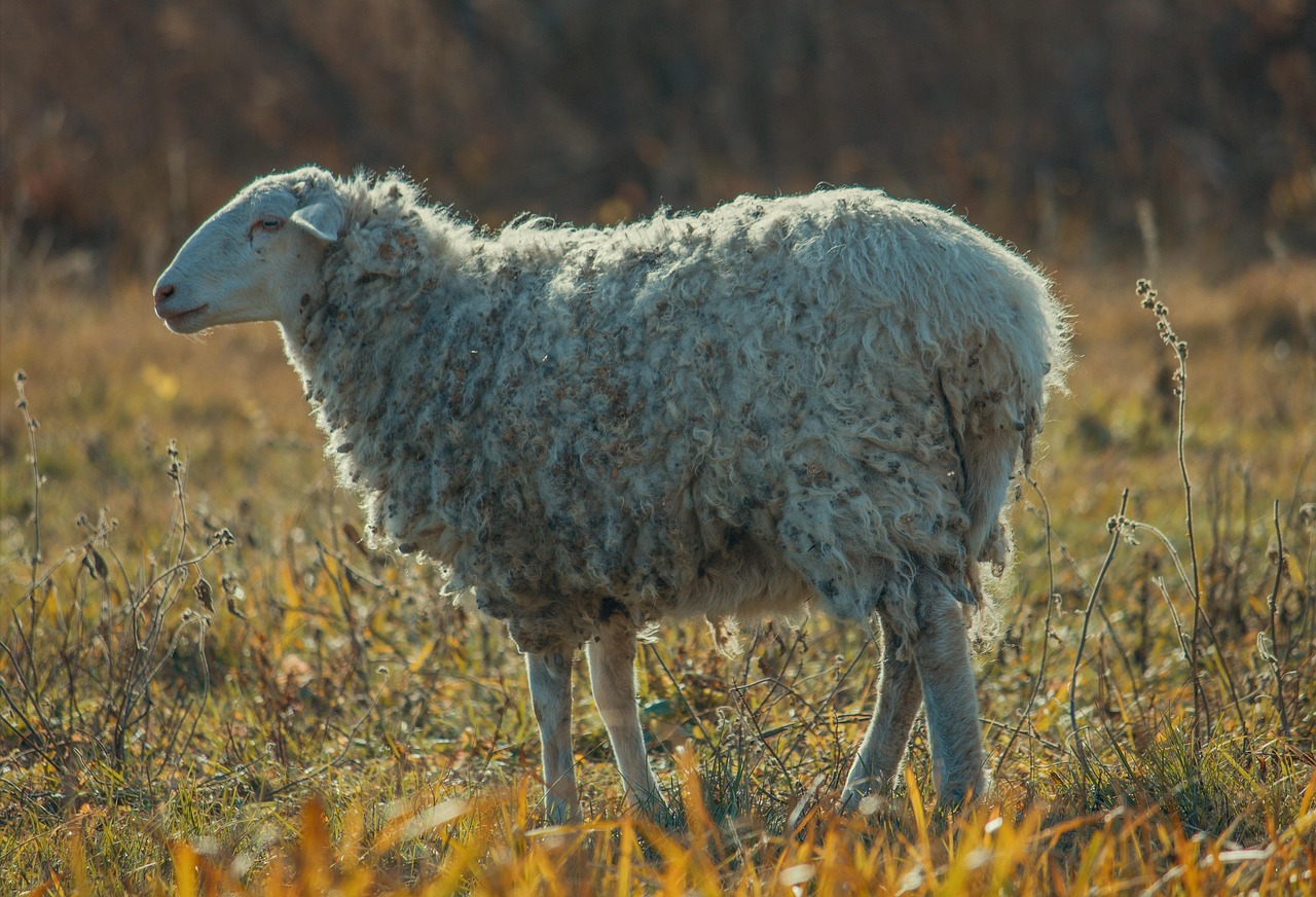 sheep-3792250_1280