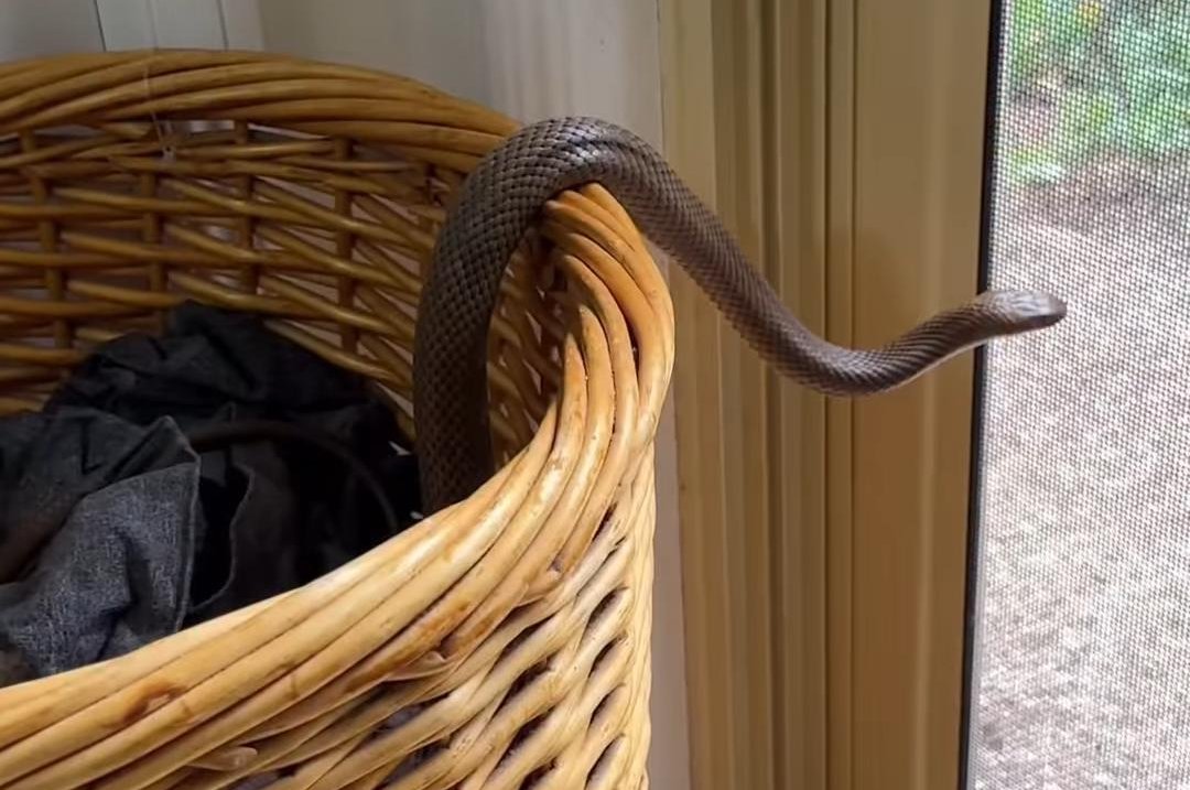 snake-basket