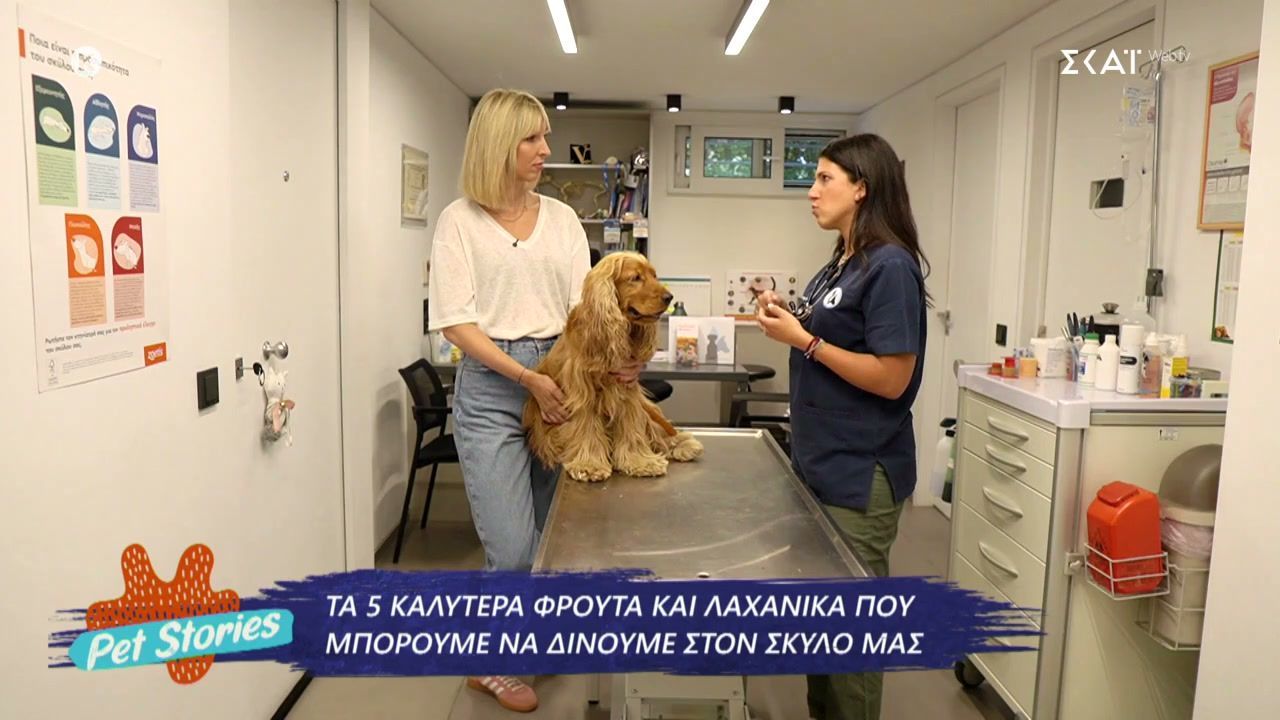 Τα 5 καλύτερα φρούτα και λαχανικά που μπορούμε να δίνουμε στον σκύλο μας