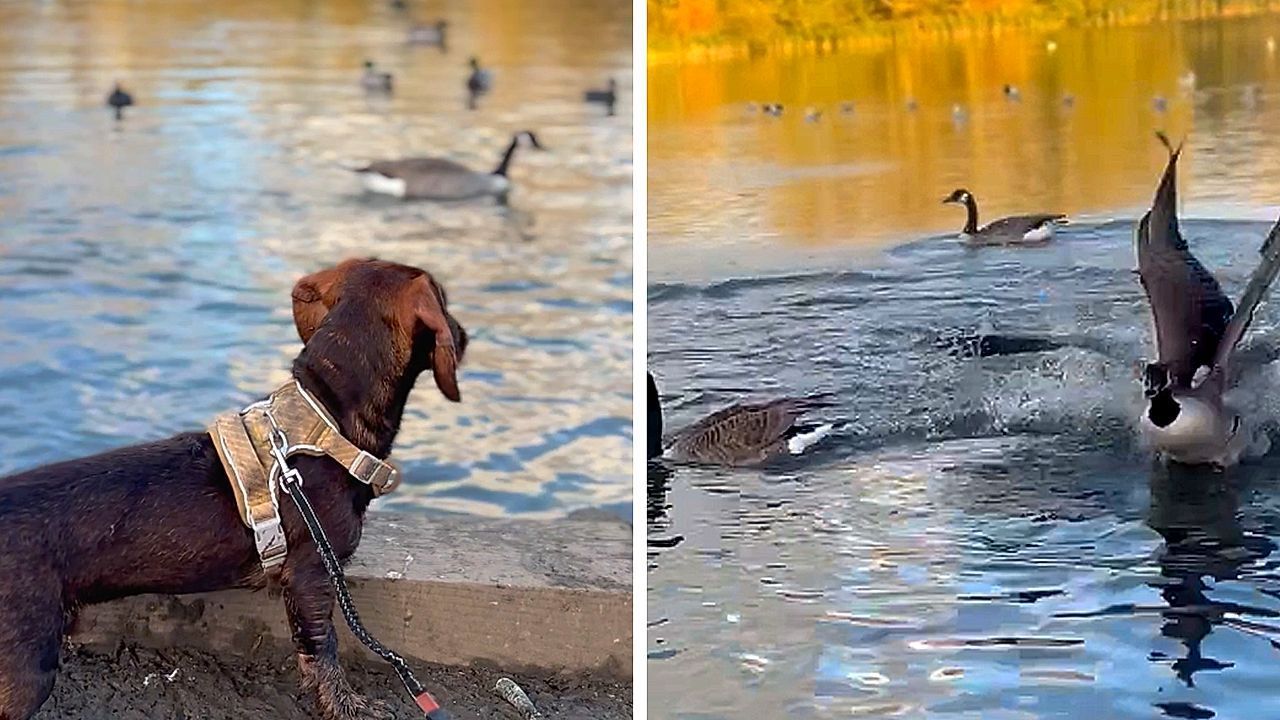 Θυμωμένη χήνα επιτίθεται σε σκύλο και τον σώζει ο αδερφός του
