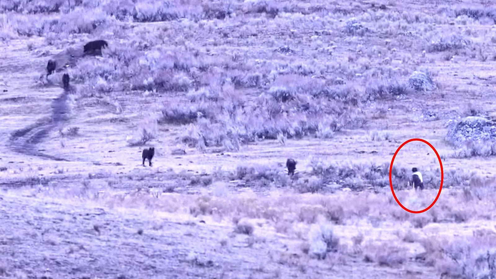 Άνδρας πλησιάζει λύκους στο Γέλοουστοουν και τους ψεκάζει με σπρέι αρκούδας – Το εντυπωσιακό βίντεο