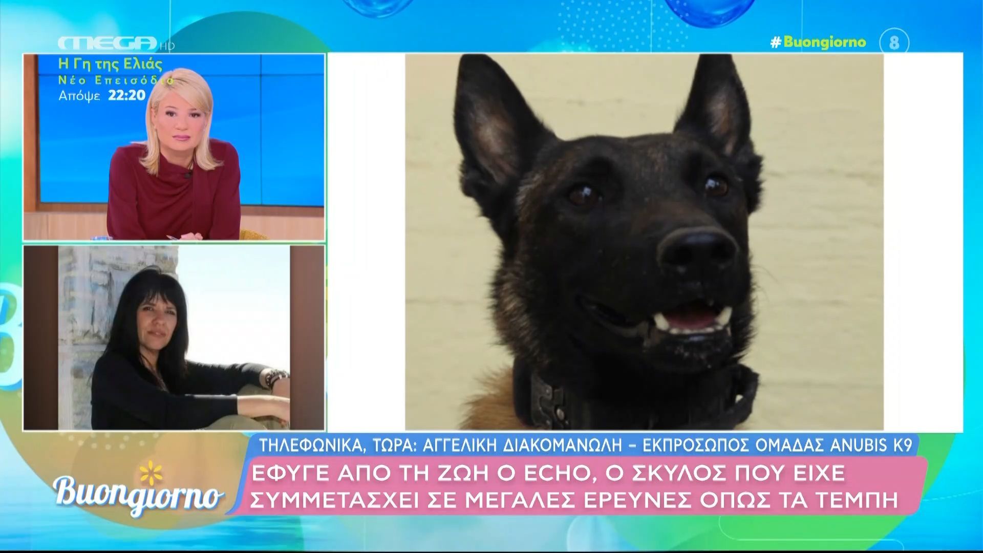 Έφυγε-από-τη-ζωή-ο-Echo-ο-σκύλος-που-είχε-συμμετάσχει-σε-μεγάλες-έρευνες-όπως-τα-Τέμπη