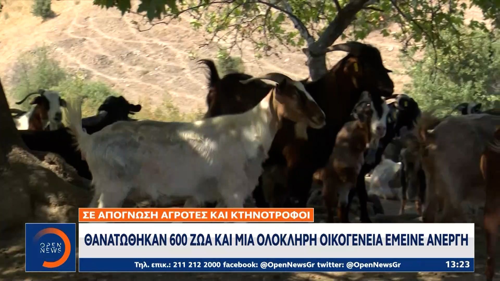 Θανατώθηκαν-600-ζώα-και-μια-ολόκληρη-οικογένεια-έμεινε-άνεργη