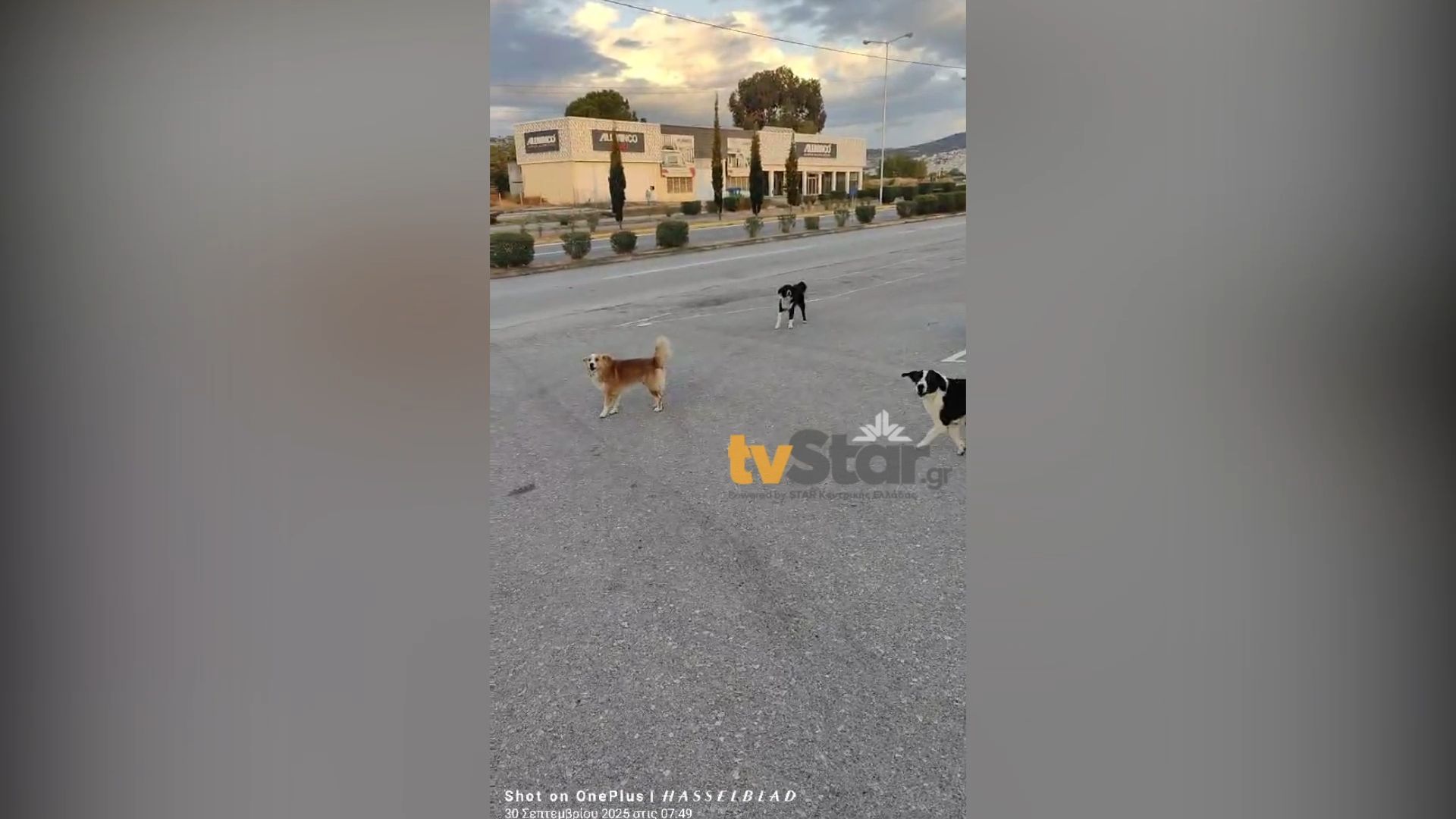 Λαμία-Αδέσποτοι-σκύλοι-επιτέθηκαν-σε-γυναίκα