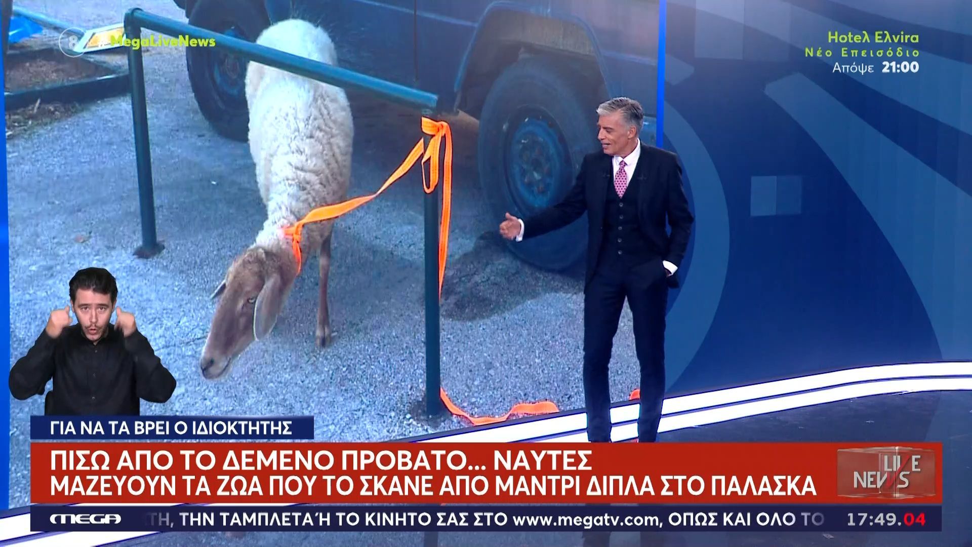 Λύθηκε-το-μυστήριο-με-το-δεμένο-πρόβατο-Ναύτες-μαζεύουν-τα-ζώα-που-το-σκάνε-για-να-τα-βρει-ο-ιδιοκτήτης