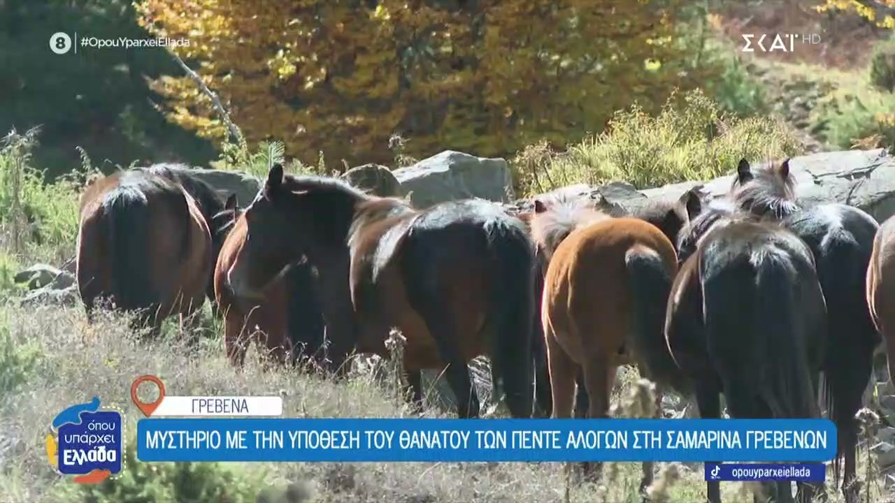 Μυστήριο-με-τον-φρικιαστικό-θάνατο-πέντε-αλόγων-στη-Σαμαρίνα-Γρεβενών