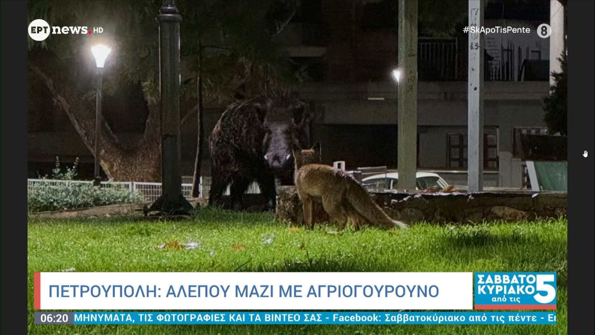 Πετρούπολη: Αλεπού μαζί με αγριογούρουνο