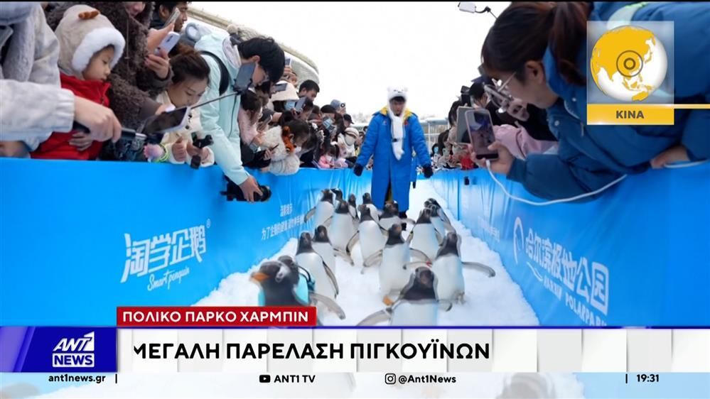 Πολικό-πάρκο-Χάρμπιν-Μεγάλη-παρέλαση-πιγκουΐνων