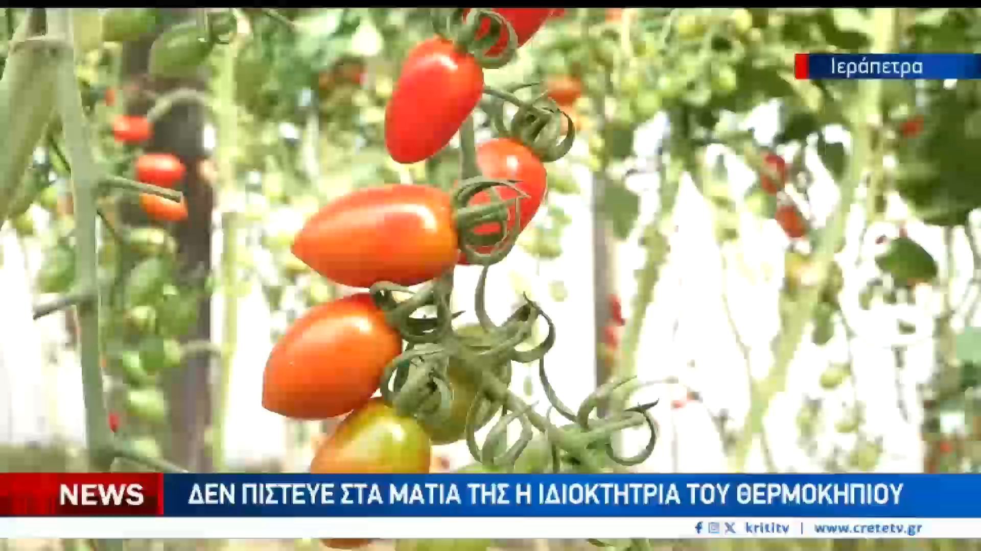 Της-άρπαξαν-όλη-την-σοδειά-μέσα-σε-μία-νύχτα