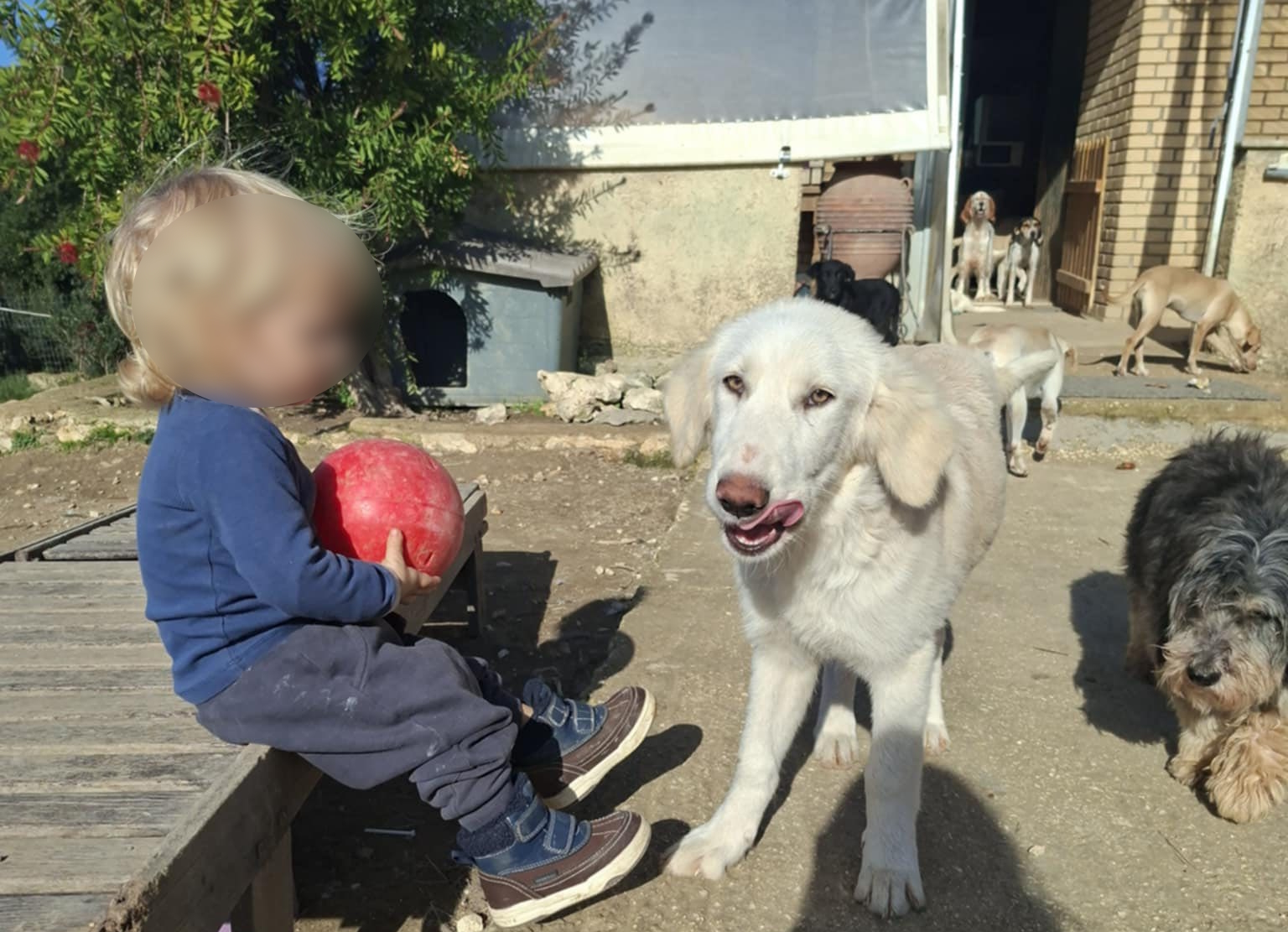 Ζάκυνθος: «Τον έχασα για 30 δευτερόλεπτα», αναφέρει ο πατέρας του 2χρονου – «Η οικογένεια είχε 20 σκυλιά» 4 Παιδί