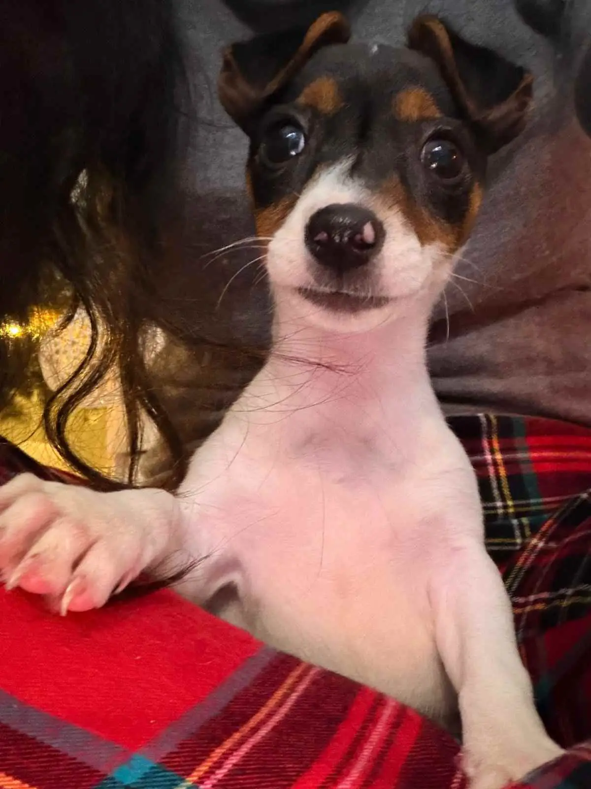 Το κουτάβι που έκανε δώρο ο Γιώργος Καραθανάσης στη Μαρία Κορινθίου