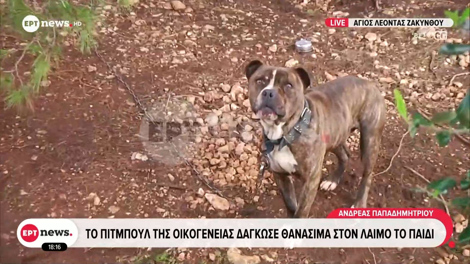 Nεκρό-αγοράκι-δυο-ετών-από-επίθεση-πίτμπουλ-στην-αυλή-του-σπιτιού-του