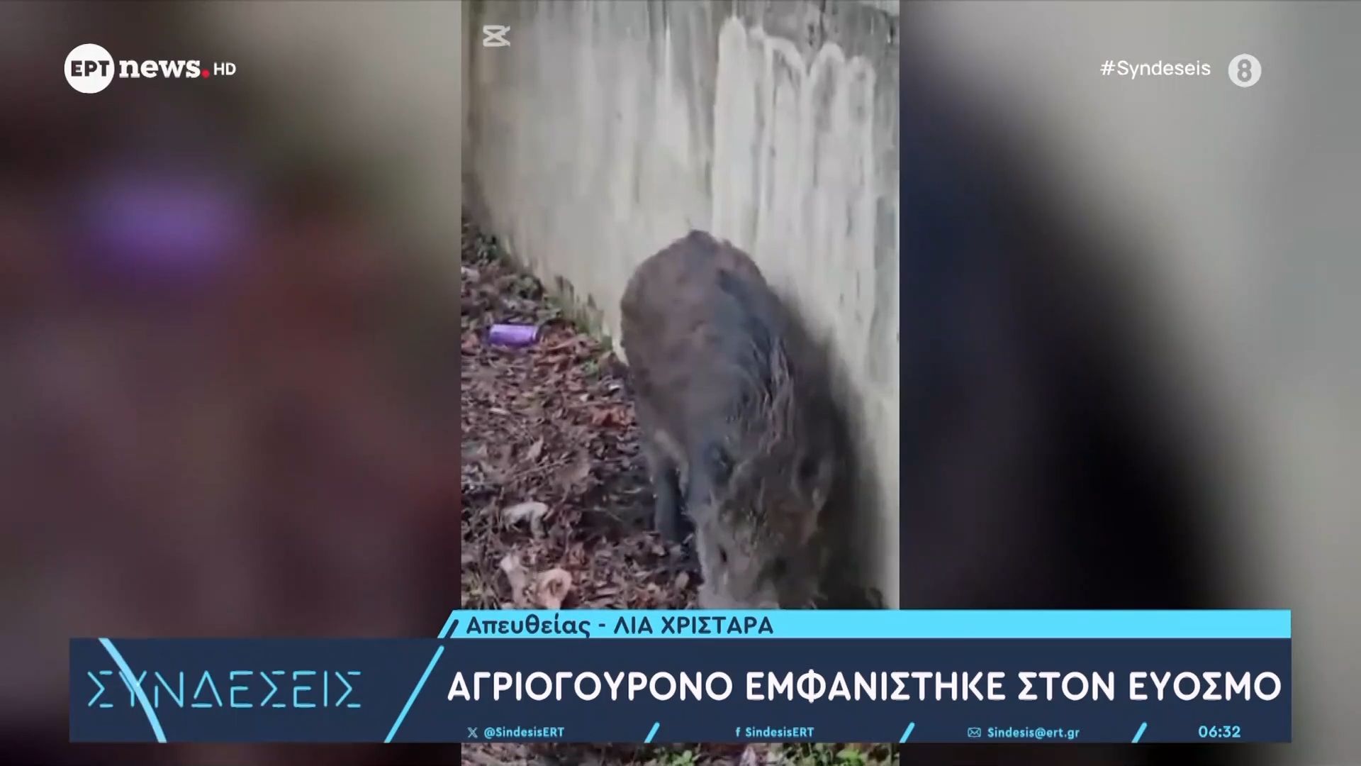 Αγριογούρουνο εμφανίστηκε στον Εύοσμο