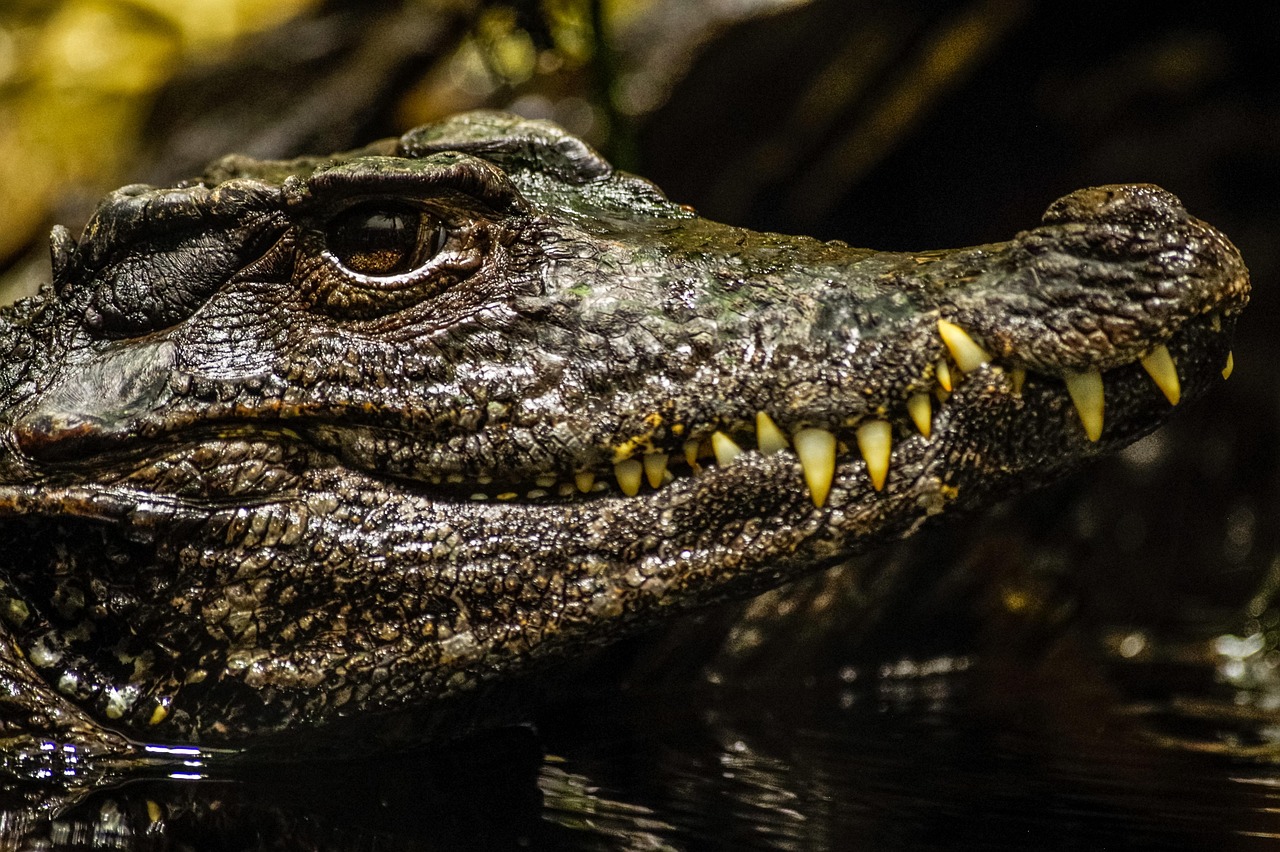 alligator-4768593_1280