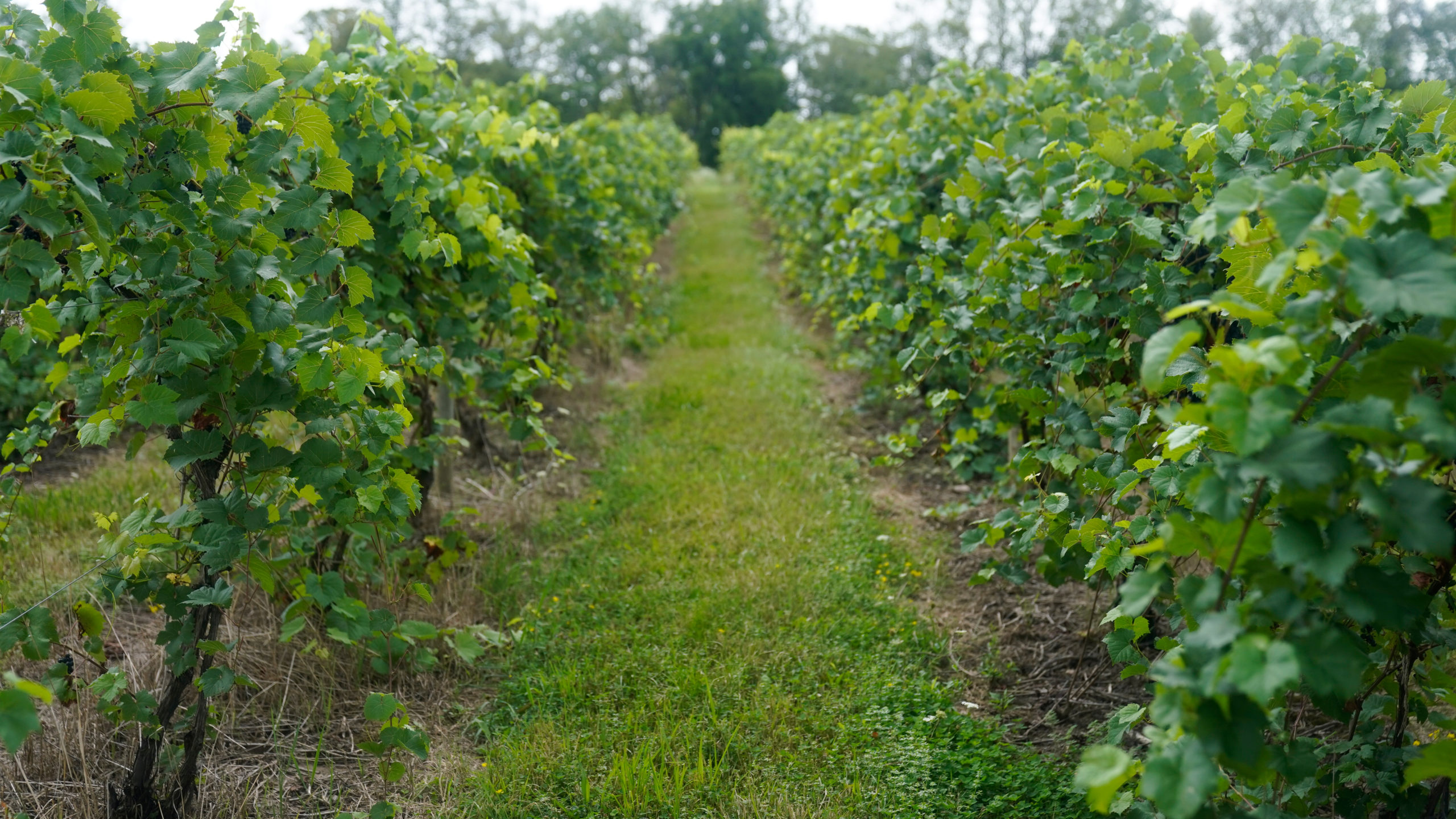 ap22271537408635-scaled