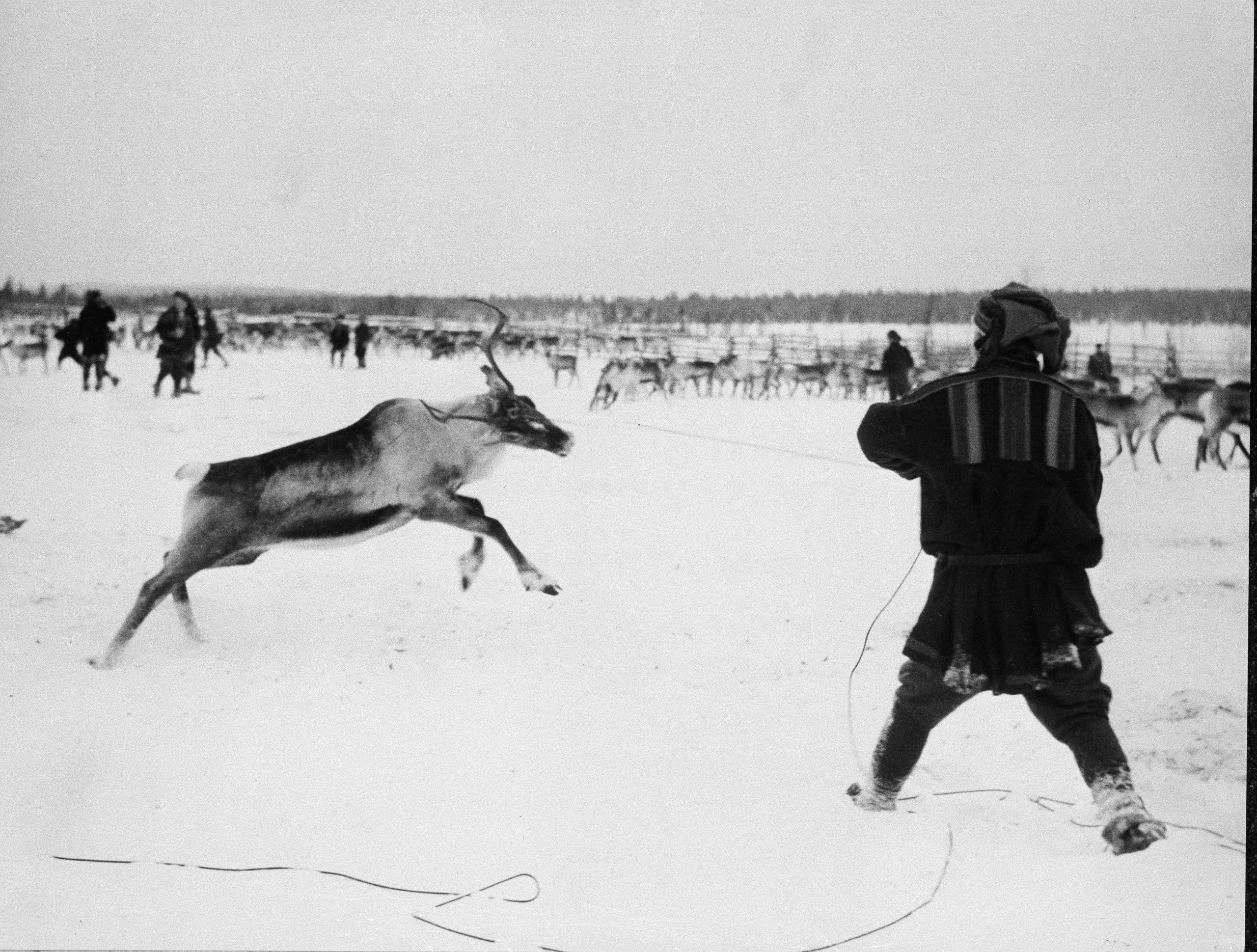 Φινλανδία, τάρανδοι