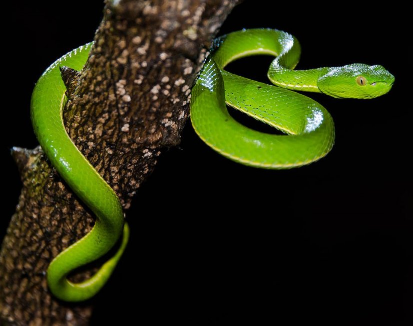 Γκου: Το αινιγματικό δηλητήριο που χορηγούσαν οι Κινέζες στους συντρόφους τους για να «σταματήσουν» τις απιστίες (φωτό)