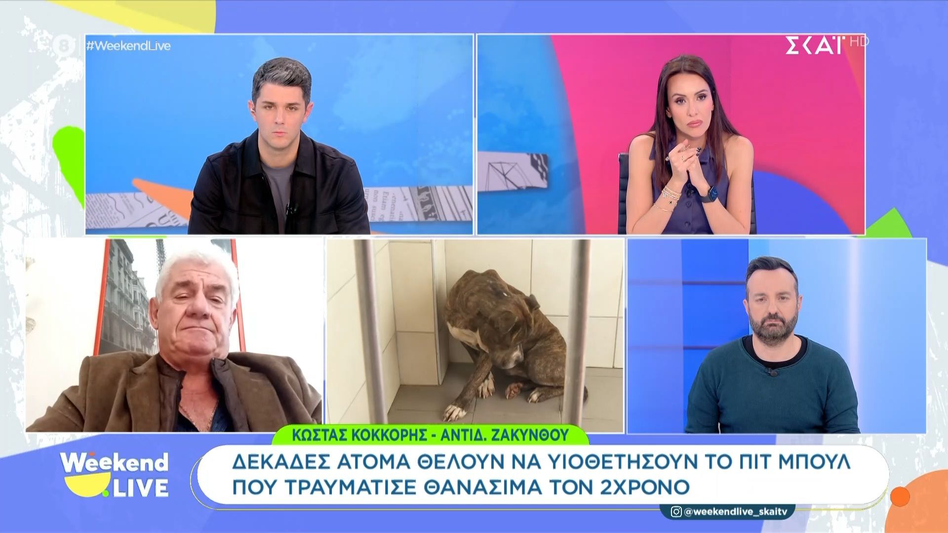 Δεκάδες άτομα θέλουν να υιοθετήσουν το πιτ μπουλ που τραυμάτισε θανάσιμα τον 2χρονο