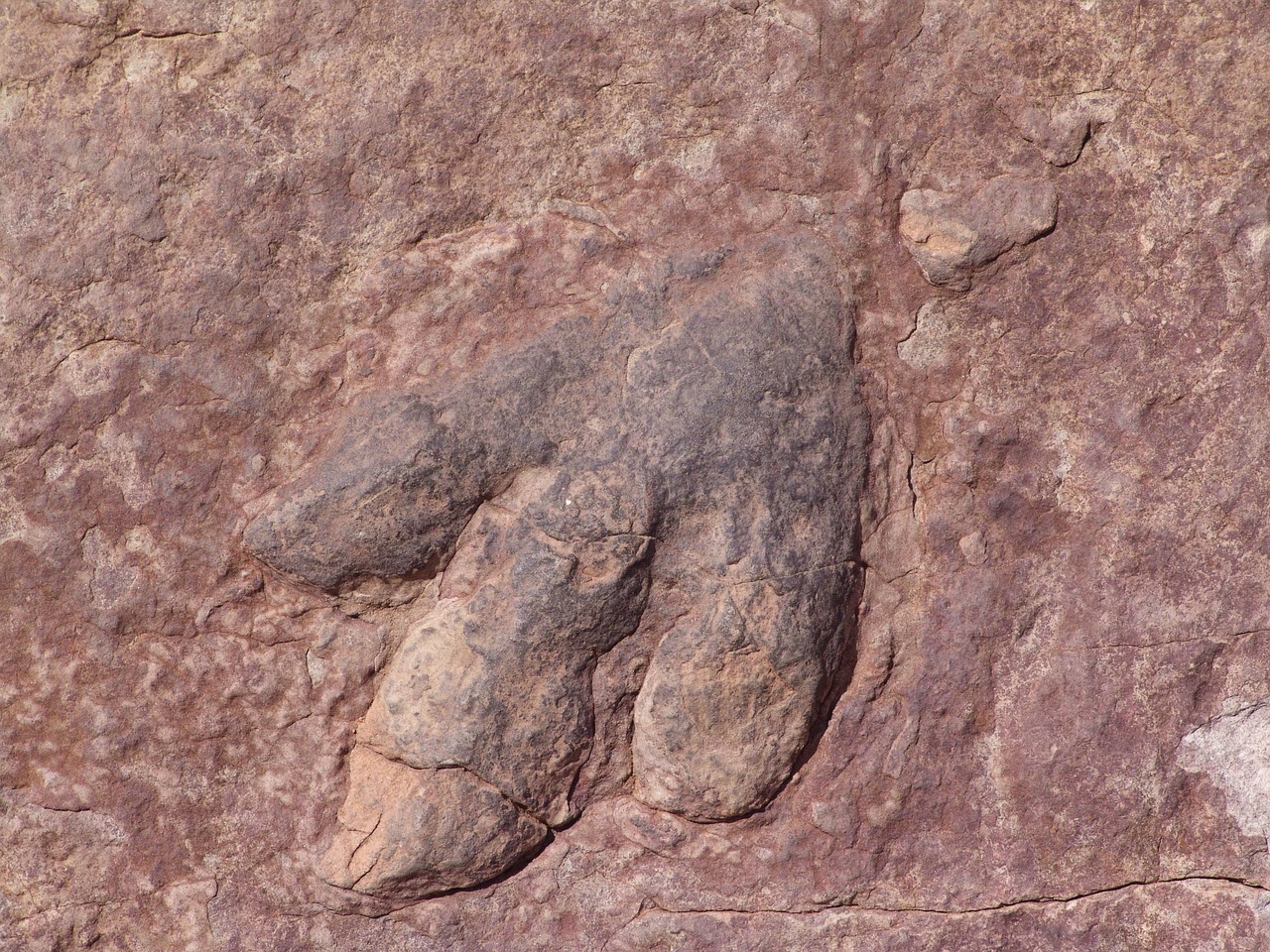 dinosaur-footprint-61988_1280