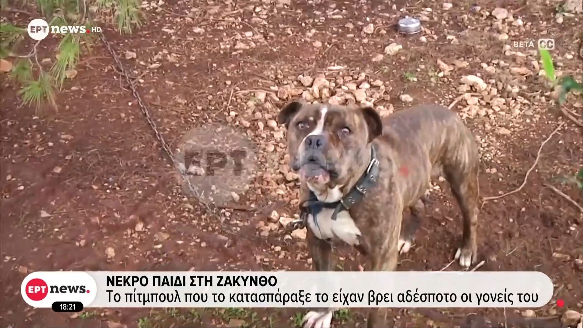 divΌλα-έγιναν-σε-30-Στο-ΕΡΤnews-ο-πατέρας-του-παιδιού-που-κατασπαράχτηκε-από-πίτμπουλdiv