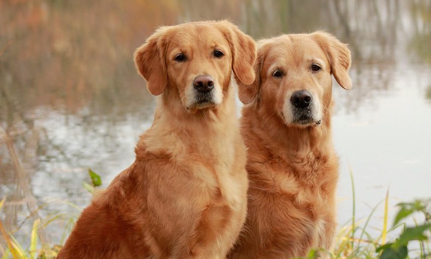 dogs-7956516_1280-e1765278439731