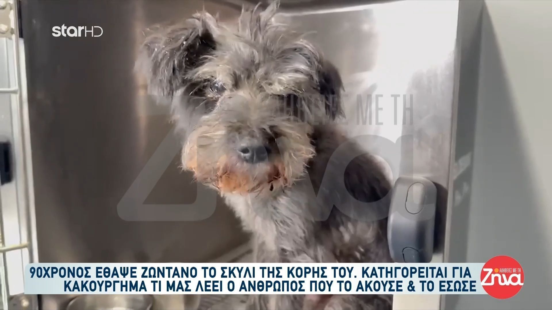 Ένας 90χρονος έδεσε και έθαψε ζωντανό σκυλί: Τι λέει ο άνθρωπος που το έσωσε – Tο πρόστιμο