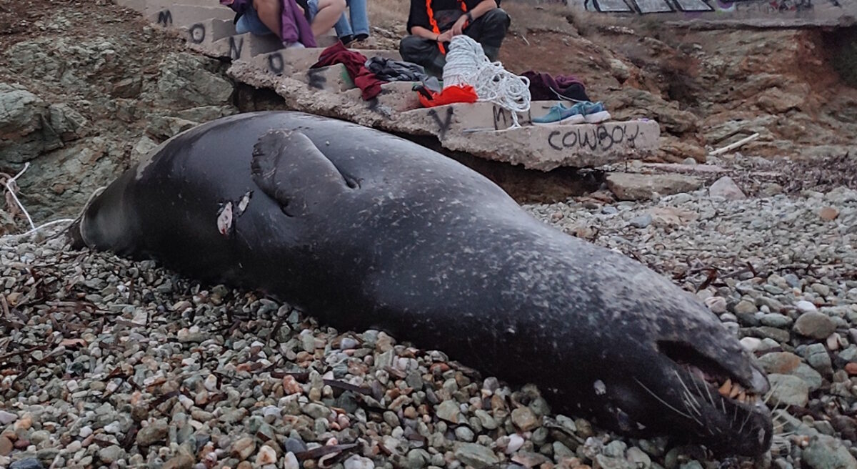 fokia-nekri1-12122025-1200x656