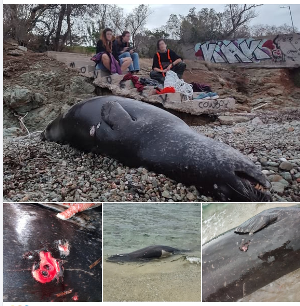 Ανάβυσσος: Εκτέλεσαν μεσογειακή φώκια στο Μαύρο Λιθάρι – Σοκαριστικές εικόνες 2 Πυροβόλησαν και σκότωσαν φώκια στην Ανάβυσσο