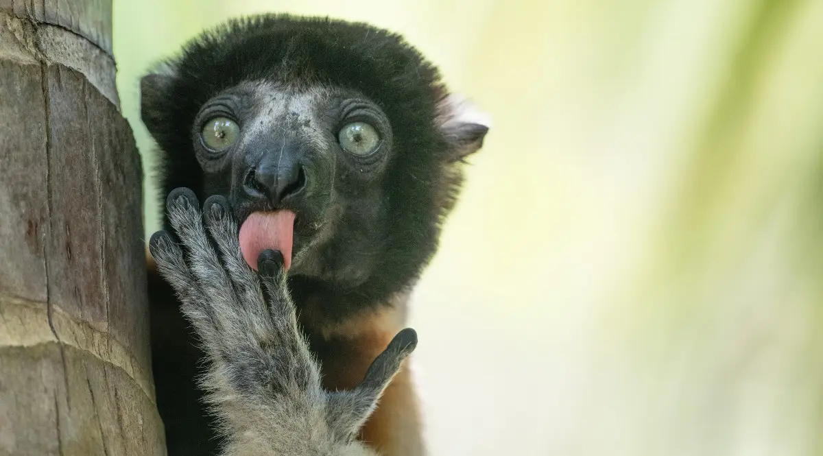 Αποκαλύφθηκαν οι θριαμβευτές των Βραβείων NIKON COMEDY WILDLIFE AWARDS 2025 5 tongue