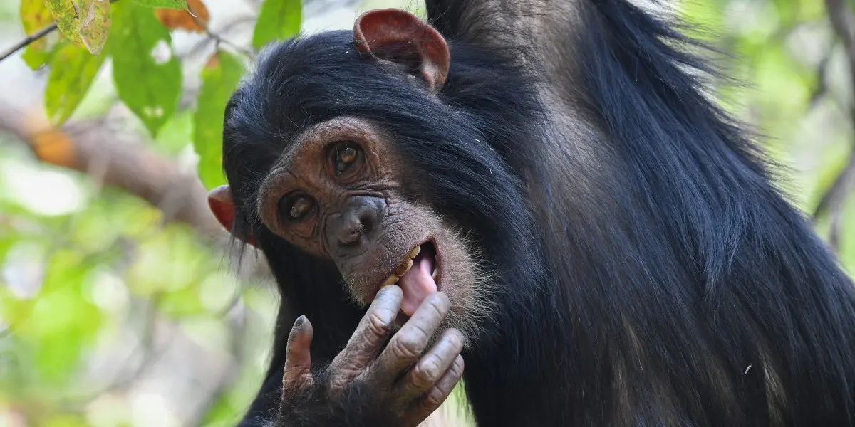 Αποκαλύφθηκαν οι θριαμβευτές των Βραβείων NIKON COMEDY WILDLIFE AWARDS 2025 6 Ανακοινώθηκαν οι νικητές των Βραβείων NIKON COMEDY WILDLIFE AWARDS 2025