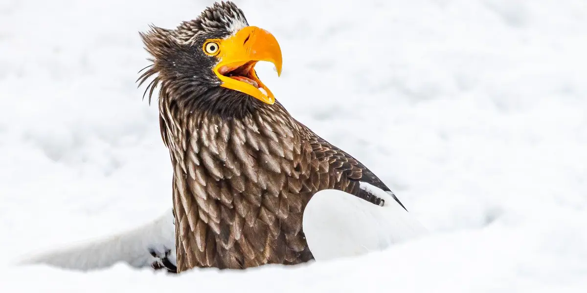 Αποκαλύφθηκαν οι θριαμβευτές των Βραβείων NIKON COMEDY WILDLIFE AWARDS 2025 8 kirby