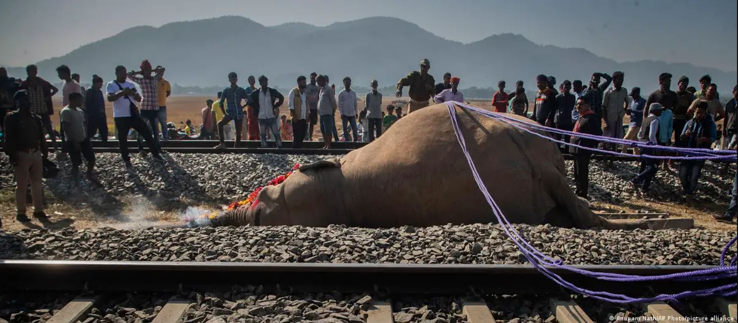 Ινδία: Επτά ελέφαντες σκοτώθηκαν κατά τη σύγκρουση επιβατικού τρένου με κοπάδι
