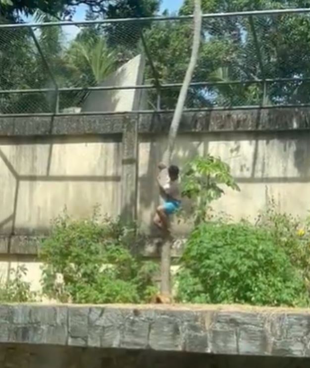 Σοκαριστικό βίντεο: Λιοντάρι καταβρόχθισε 19χρονο σε ζωολογικό κήπο – Παραβίασε τον φράχτη και μπήκε στο κλουβί 3 Σοκαριστικό βίντεο: Λιοντάρι καταβρόχθισε 19χρονο σε ζωολογικό κήπο – Παραβίασε τον φράχτη και μπήκε στο κλουβί